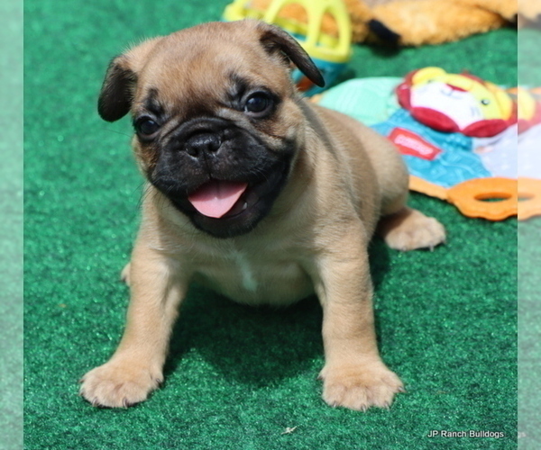 Medium Photo #36 French Bulldog Puppy For Sale in WINNSBORO, TX, USA