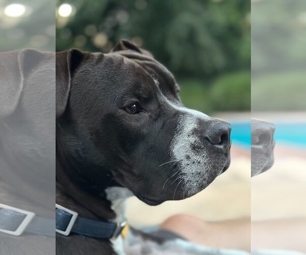 Medium Photo #3 Bullboxer Pit Puppy For Sale in Oakhurst, NJ, USA