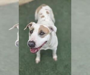Sueboo-$75 Adoption Fee! Diamond Dog! - Female Mutt Dog for Adoption - Photo #8