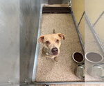 Small #2 Mutt