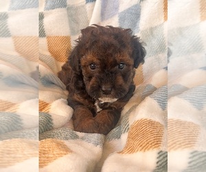 Poodle (Toy) Puppy for sale in Lexington, NC, USA