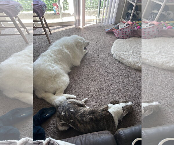 Medium Photo #5 Great Pyrenees Puppy For Sale in Bountiful, UT, USA
