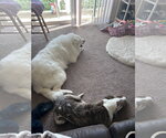 Small #4 Great Pyrenees
