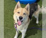 Small #1 Siberian Husky Mix