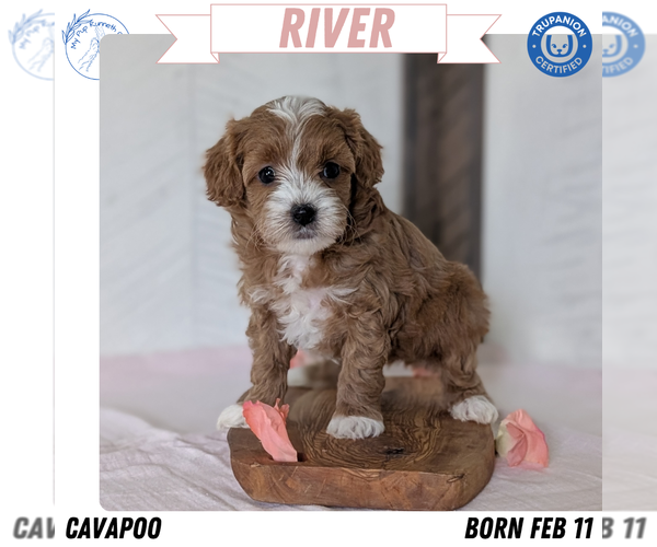 Medium Photo #1 Cavapoo (Miniature) Puppy For Sale in GOSHEN, IN, USA