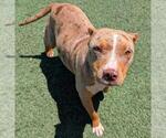 Small #1 American Pit Bull Terrier Mix