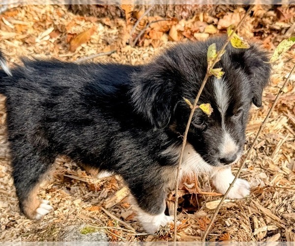 Medium Photo #6 F2 Aussiedoodle Puppy For Sale in ONAWAY, MI, USA