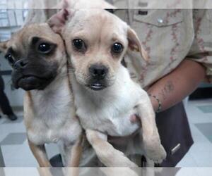 Medium Pug Mix