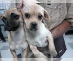 Small Pug Mix