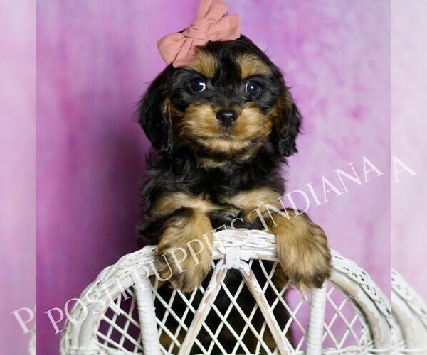 Medium Photo #19 Cavapoo (Miniature) Puppy For Sale in WARSAW, IN, USA