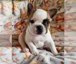 Small Photo #1 French Bulldog Puppy For Sale in W LINN, OR, USA