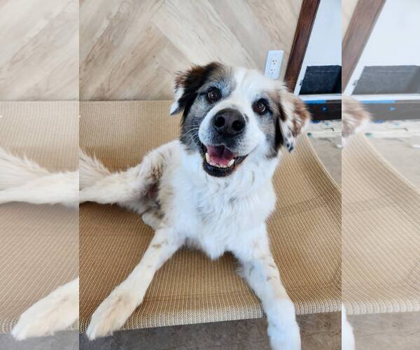 Medium Photo #2 Australian Shepherd-Unknown Mix Puppy For Sale in New London, WI, USA