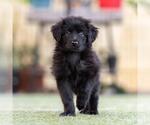 Small #1 Mutt