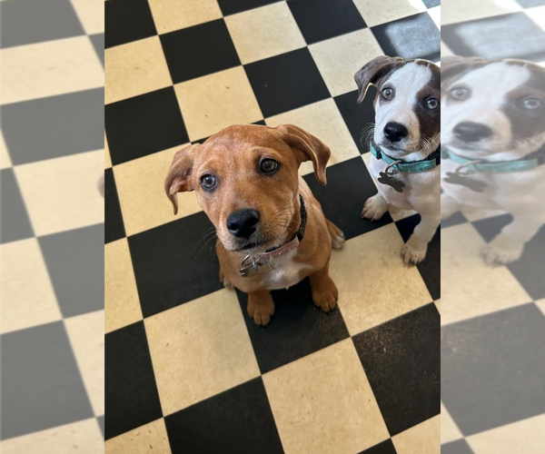 Medium Photo #4 Mutt Puppy For Sale in Holly Springs, NC, USA