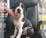 Small Photo #2 Bull-Boxer Puppy For Sale in Foristell, MO, USA