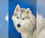 Small Siberian Husky