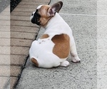 Small Photo #11 French Bulldog Puppy For Sale in FORDS, NJ, USA