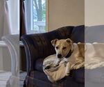 Small #2 Beagle Mix