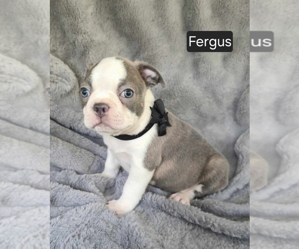 Medium Photo #2 Boston Terrier Puppy For Sale in MINERAL WELLS, WV, USA