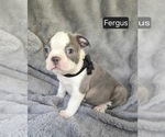 Small #1 Boston Terrier