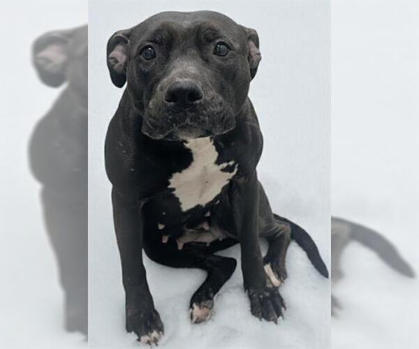 Medium Photo #1 Mutt Puppy For Sale in Akron, OH, USA