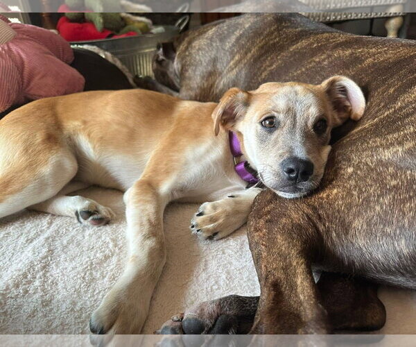 Medium Photo #1 Mutt Puppy For Sale in MECHANICSBURG, PA, USA