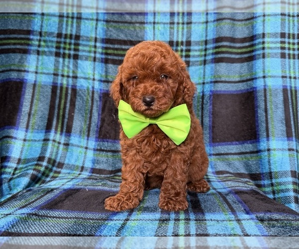 Medium Photo #5 Goldendoodle (Miniature) Puppy For Sale in LAKELAND, FL, USA