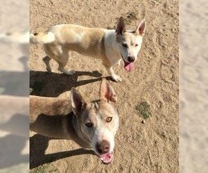 Huskies -Unknown Mix Dogs for adoption in Lancaster, CA, USA