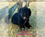 Small #1 Australian Shepherd