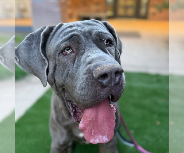 Medium Photo #2 Mutt Puppy For Sale in Goodyear, AZ, USA