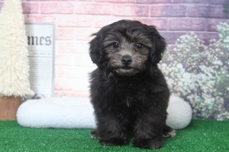 Maltipoo Puppy for sale in BEL AIR, MD, USA