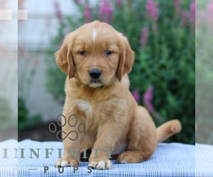 Golden Retriever Puppy for sale in LITITZ, PA, USA