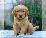 Small Golden Retriever