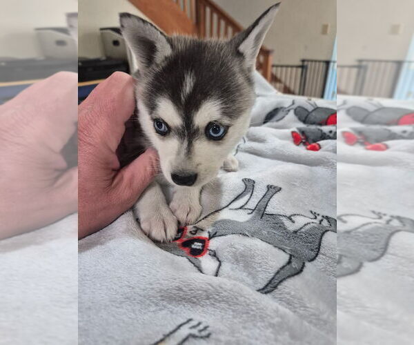 Medium Photo #1 Alaskan Klee Kai Puppy For Sale in HALLSBORO, NC, USA
