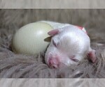 Small #4 Havamalt