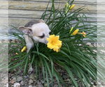 Small #1 Chihuahua