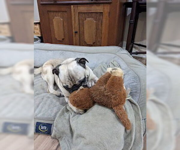 Medium Photo #5 Pug Puppy For Sale in Indianapolis, IN, USA