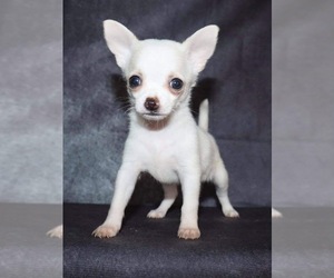 Chihuahua Puppy for sale in WAVERLY, IA, USA