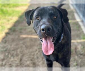 Labrador Retriever Dogs for adoption in Riverside, CA, USA