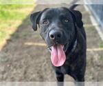 Small Labrador Retriever