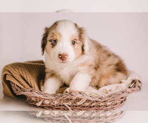Miniature Australian Shepherd Puppy for sale in HICKORY, NC, USA