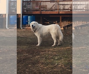 Father of the Great Pyrenees puppies born on 05/19/2025