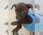 Small American Staffordshire Terrier Mix
