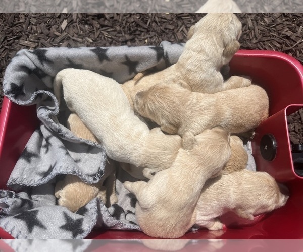 Medium Photo #3 Golden Retriever Puppy For Sale in AUSTIN, KY, USA