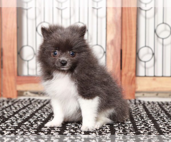 Medium Photo #3 Pomeranian Puppy For Sale in NAPLES, FL, USA