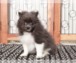 Small #2 Pomeranian
