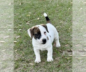 Russell Terrier Litter for sale in OCALA, FL, USA