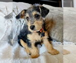 Small #1 Border Terrier-Norfolk Terrier Mix
