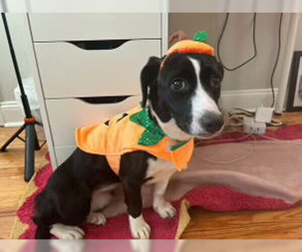 Medium Photo #5 English Springer Spaniel-Unknown Mix Puppy For Sale in Westwood, NJ, USA