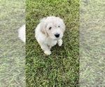 Puppy Sugar Plum Goldendoodle